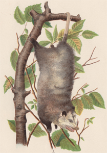 Opossum